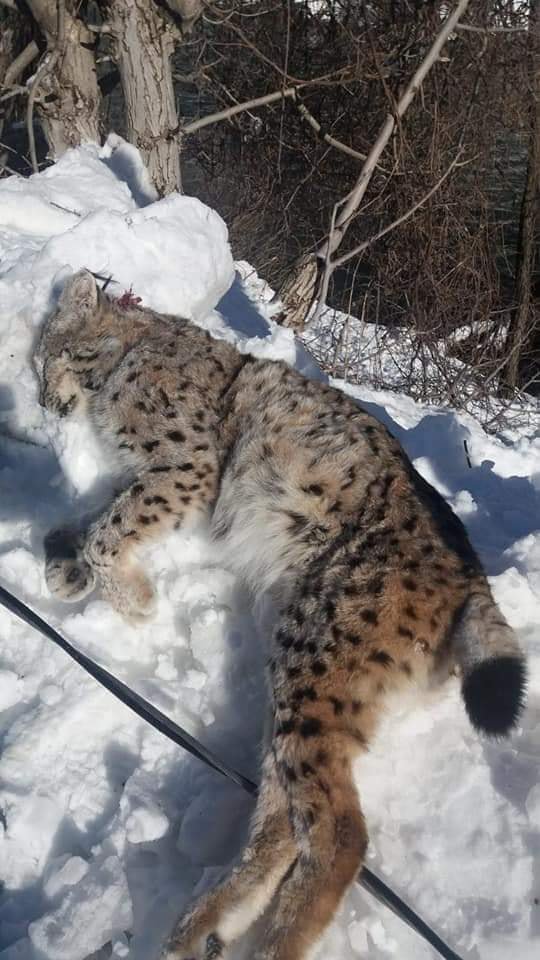 Avcılık spormuş. Buyurun size spor.