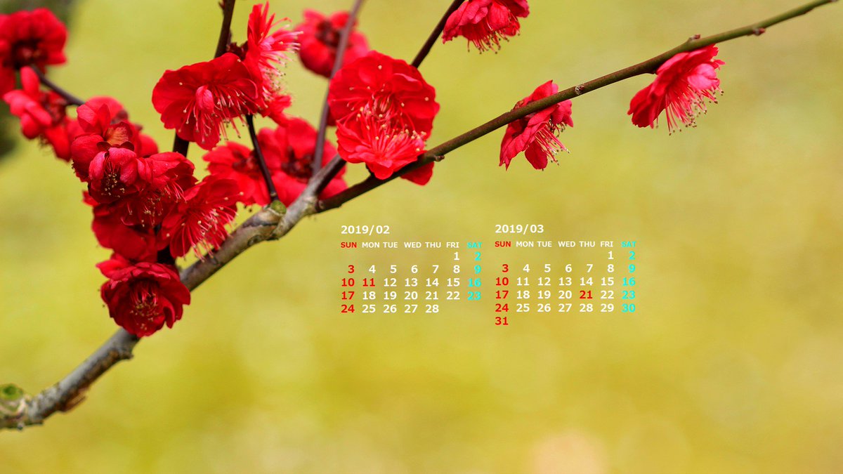 うら Pa Twitter 暖冬のせいか今年は梅の開花が早いですね 19年2月のpc用のカレンダー壁紙を作成しました 早春の花や雪山 富士山などの写真に2か月分のカレンダーをつけています T Co Nbxwnlucyh カレンダー壁紙 壁紙カレンダー T Co
