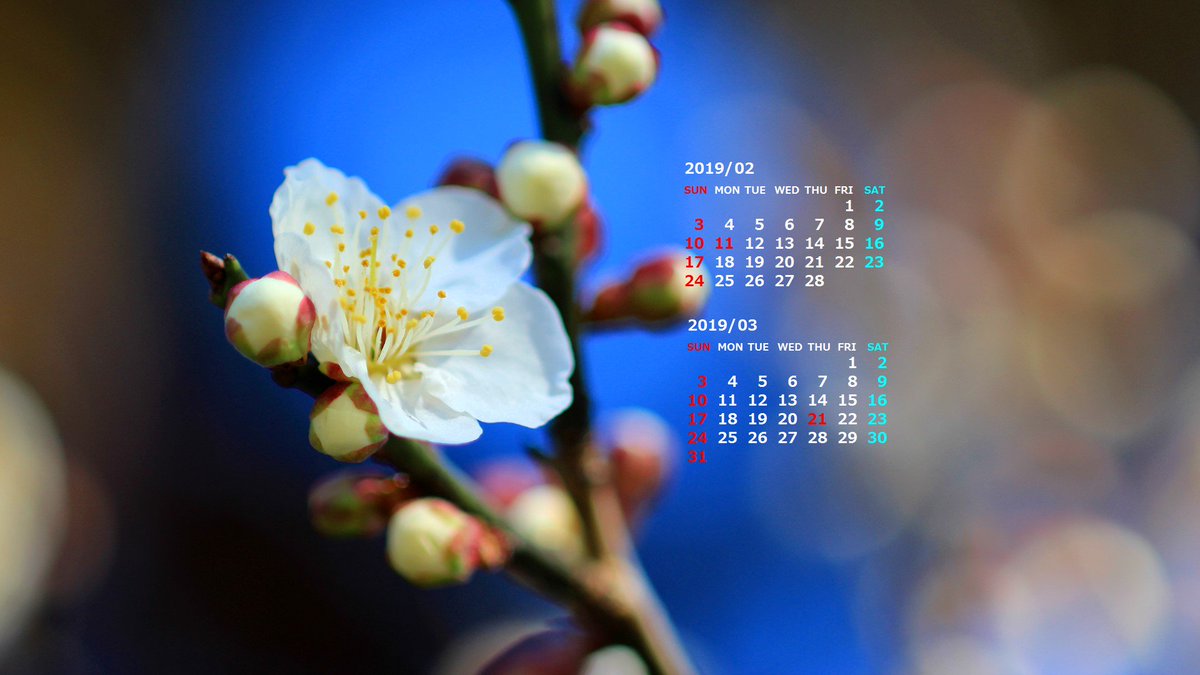 うら Pa Twitter 暖冬のせいか今年は梅の開花が早いですね 19年2月のpc用のカレンダー壁紙を作成しました 早春の花や雪山 富士山などの写真に2か月分のカレンダーをつけています T Co Nbxwnlucyh カレンダー壁紙 壁紙カレンダー T Co