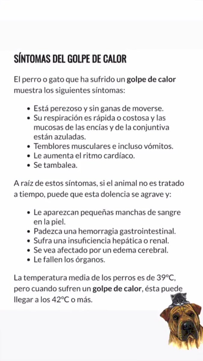 JuliiHelm's tweet photo. Ayer mi gatita de 3 meses murió de un golpe de calor por más que estaba adentro de la casa y tenía agua fresca. Yo no pude saber esto a tiempo asi que porfa compartan para que a nadie le pase lo mismo.
Podemos salvar la vida de muchos animales  RT !!! https://t.co/ZQupElqVit