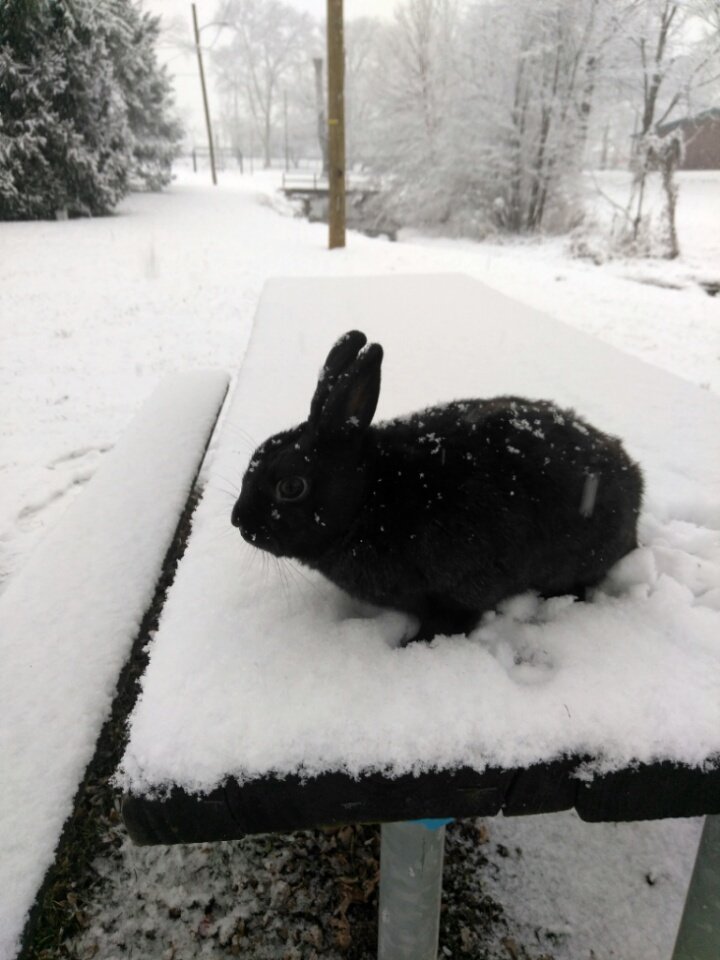 DJTommyRocks's tweet photo. Penelope's first #snowfall of '19 ... we just had to venture over to the park & enjoy a quick lil' fun moment of the fluffy white stuff while it trickles on down in #YorkCounty #PA! #FirstSnowfall2019 #Penelope #BunBun #Rabbit #Snow #Bunny #SnowBunny https://t.co/I3H9tnNiky