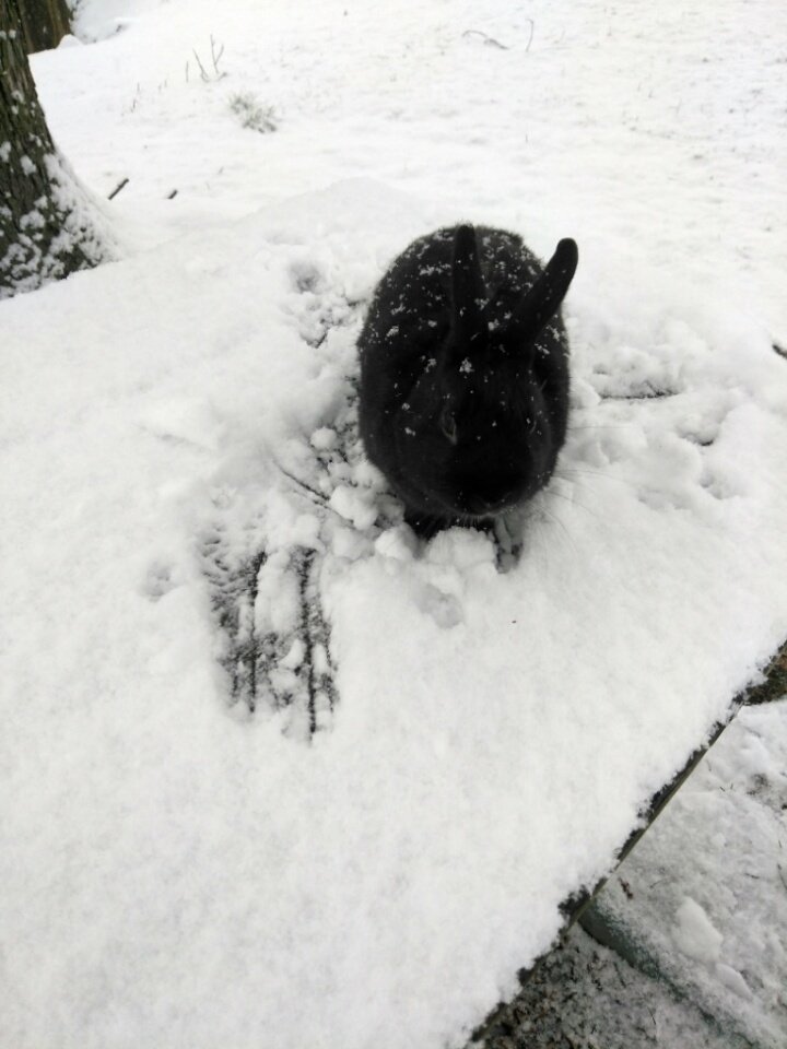 DJTommyRocks's tweet photo. Penelope's first #snowfall of '19 ... we just had to venture over to the park & enjoy a quick lil' fun moment of the fluffy white stuff while it trickles on down in #YorkCounty #PA! #FirstSnowfall2019 #Penelope #BunBun #Rabbit #Snow #Bunny #SnowBunny https://t.co/I3H9tnNiky