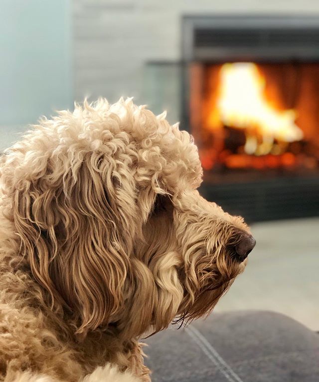 murraydoodle's tweet photo. If you need me I’ll be here for the next 3 days #polarvortex #chiberia #50below #crazycold #frozenpuppers #snowpup #minigoldendoodle #goldendoodle #chicagodoodles https://t.co/u5eWOC7B7y https://t.co/w16EyQpDiM