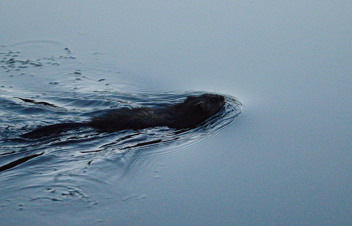 DIGS_for_EVEs's tweet photo. The genome of the #muskrat (#Ondatra zibethicus) contains a sequence derived from the VP35 protein of a filovirus. #DIGSforEVEs #Filovirus https://t.co/3uyxgqzlk5