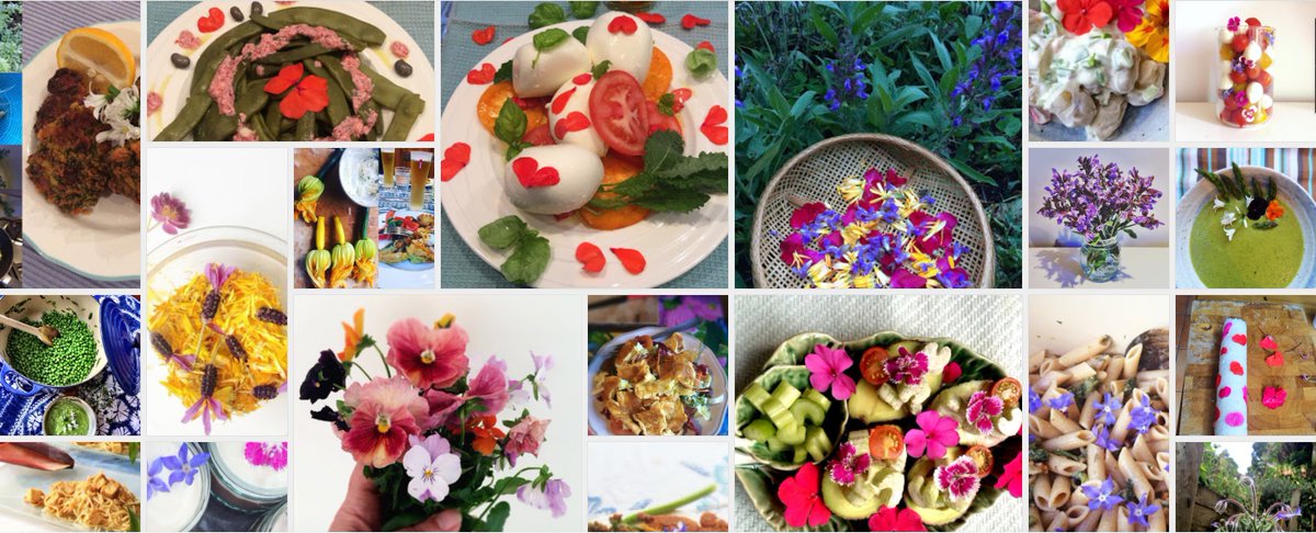 AleZec's tweet photo. How to eat flowers https://t.co/qzbxqm7SMo
#edibleflowers, #fiorieduli #mangiarefiori #recipeswithflowers #eatingflowers #cucinareconifiori #cookingwithflowers https://t.co/CHBQzdEg9Y
