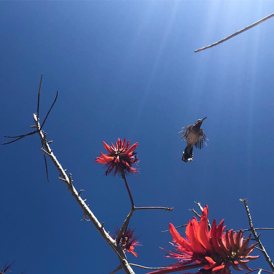 “Have you got a Brook in your little heart,
Where bashful flowers blow,
And blushful birds go down to drink,
And shadows tremble so—
And nobody knows, so still it flows,
That any brook is there,
And yet your little draught of life
Is daily drunken there—“ (Who but Dickinson?)