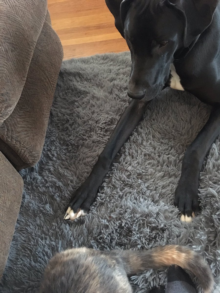 lizzard1278's tweet image. “Why won’t the cat play with me??” #GreatDaneProblems