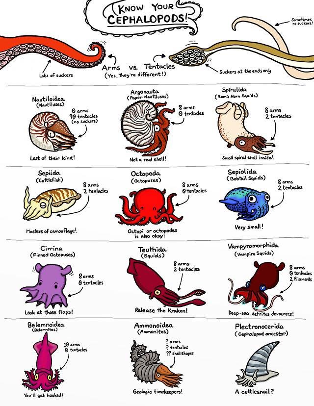 PalaeozoicJapan's tweet photo. Know your cephalopods. Love this poster! @Thomas_Clements https://t.co/NS5vdiwIgn