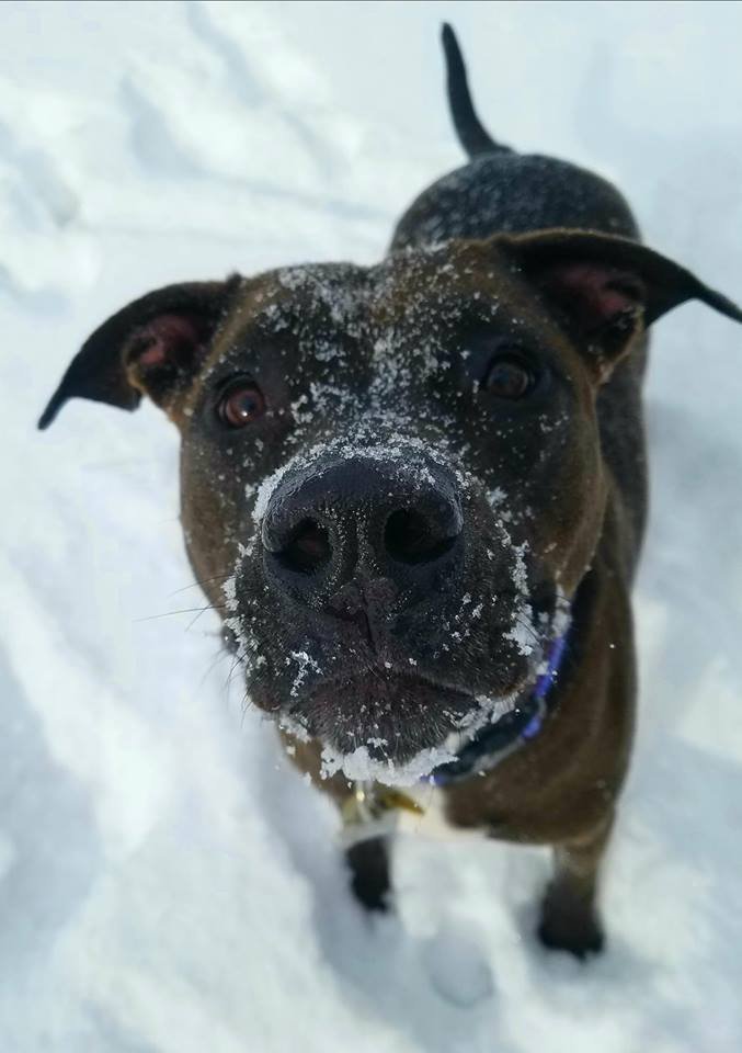 Debography's tweet photo. Snow dog! #Debography #DogsLife #snowday #snowdog #DetroitDogs #Prettypitty https://t.co/4Gi9c8sp50