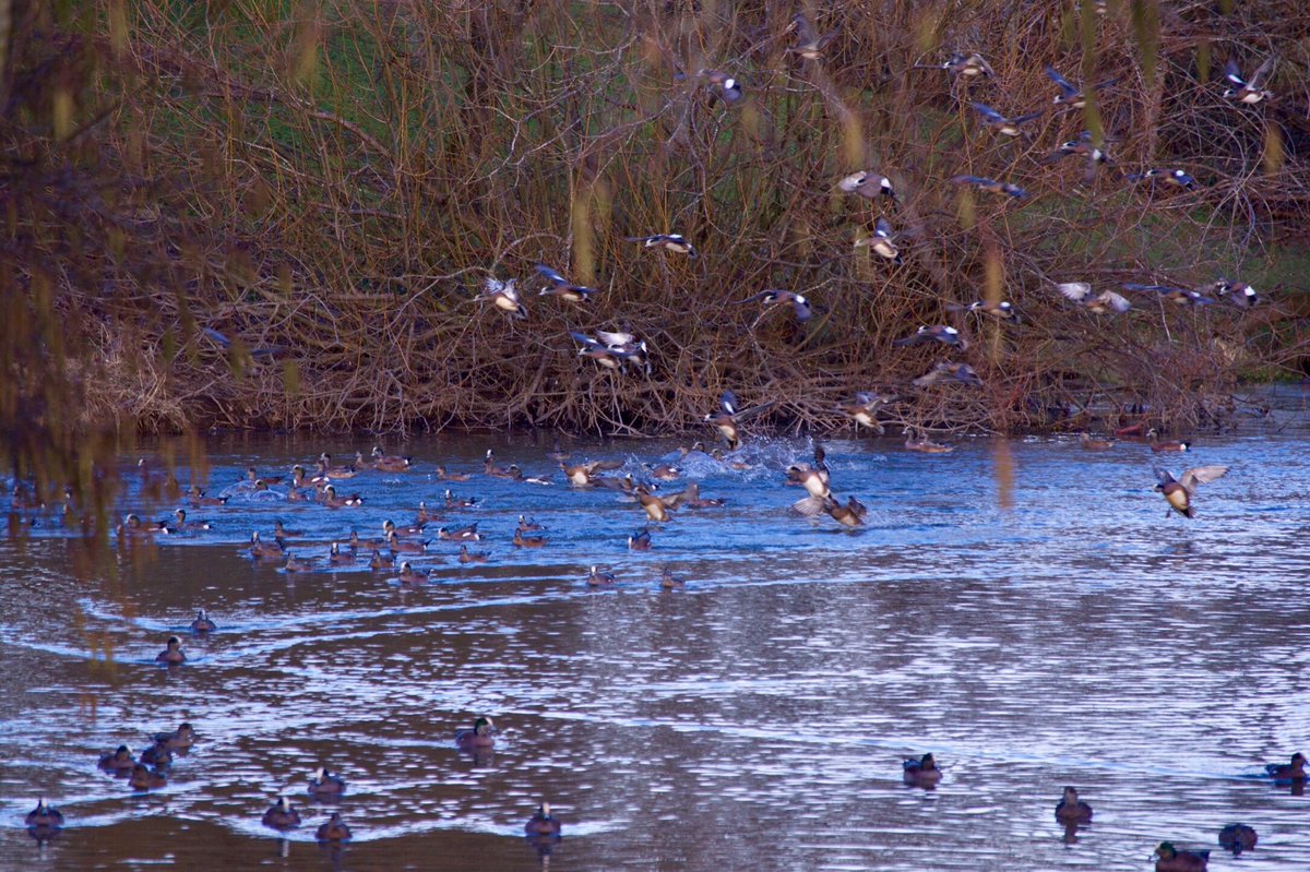 Wigeon madness! #duckhunting #americanwigeon #ducksunlimited #deltawaterfowl #waterfowl #photography #waterfowlphotography #hunting #ducks