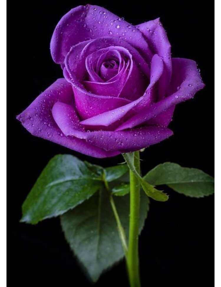 I want to see how far this purple rose can make it across peoples timelines all over the world, in honor of my best friend who lost her battle with cystic fibrosis and help spread awareness. #cfsucks #65roses Share this purple rose to spread awareness for cf.