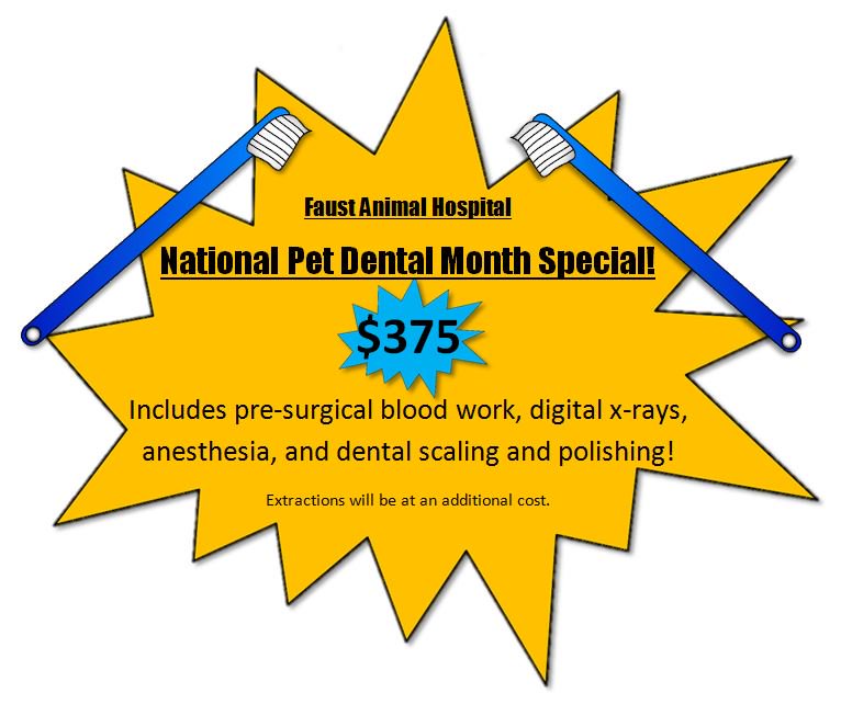 FaustPets's tweet photo. Oral health impacts the overall health of your pet. For Dental Month our dental procedures will start at $375 and include blood work, xrays, anesthesia, and scaling and polishing. Extractions and medications are at an additional cost. Contact our office today for more details! https://t.co/AYpAwSIX41