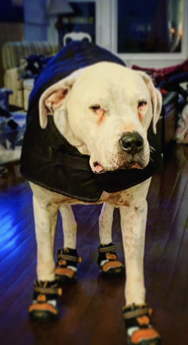 MrsONeil_MCHS's tweet photo. Just a baby dogo ready for the weather. 💯 #babydogo #sweetangelbaby #dogosdoingthings #dogopower #thosebootstho #chiberia2019 #butmomyousaidyouwouldntshowanyone https://t.co/40yJ6tfNSc