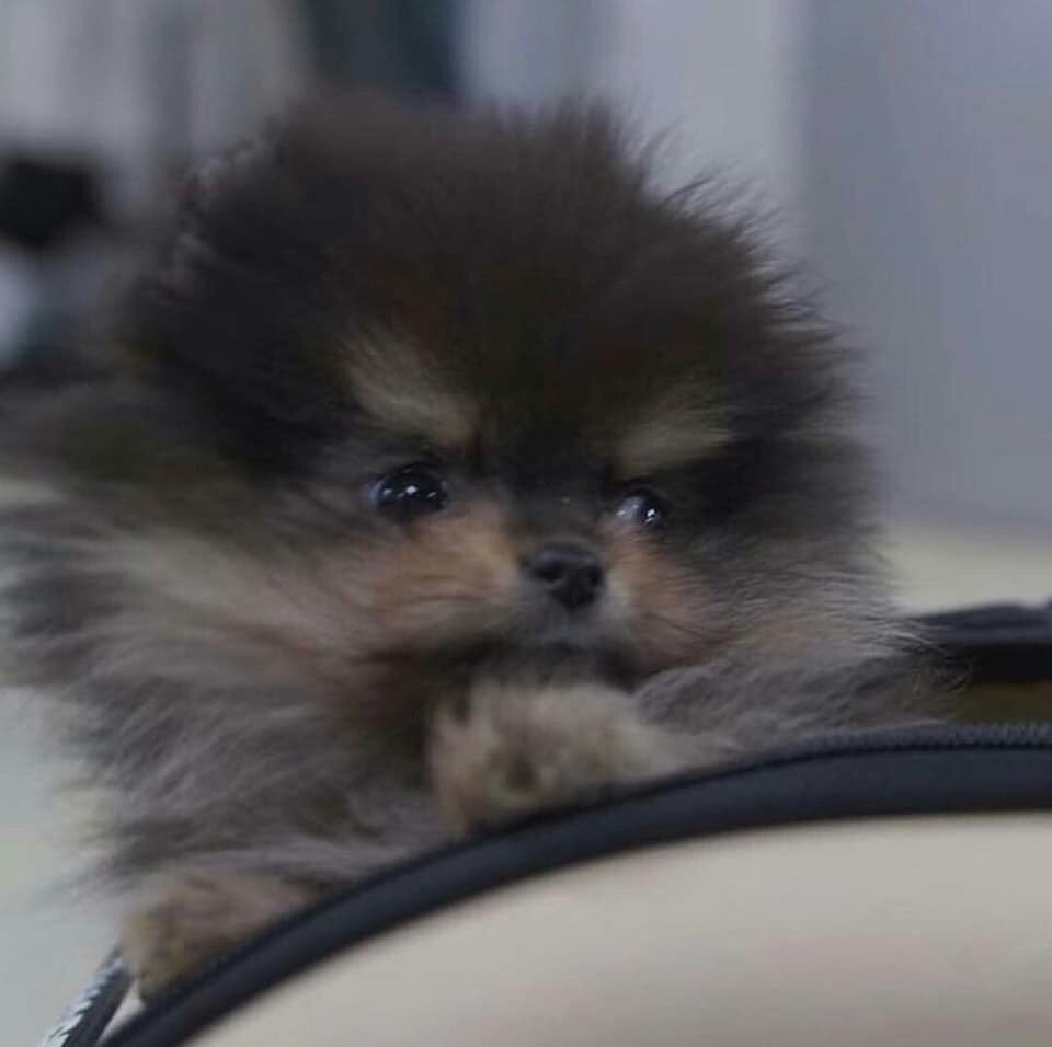Taegitaro Cosita Bella De Verdad Amo A Yeontan Yeontan