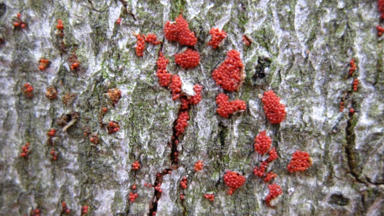 EcologyInsecta's tweet photo. #Ontario's beech trees are facing a slow demise. Here's why https://t.co/9qZZgqvqtI https://t.co/uzu1DxNxZi