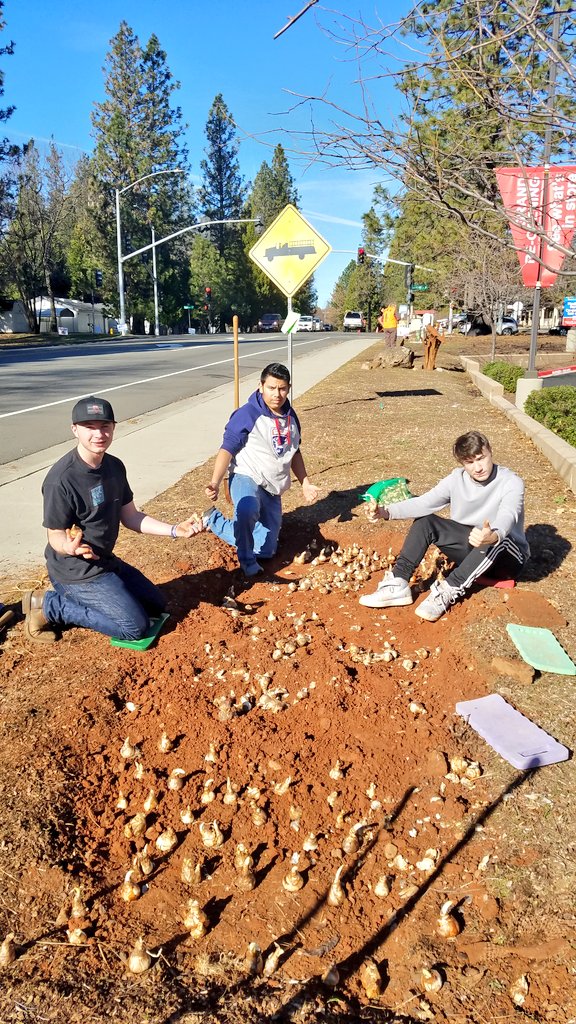 rvrangers's tweet photo. Continuing the tradition of planting daffodil bulbs with the Magalia Beautification Association in front of Rite-Aid and at the corner of Coutelinc #rvhswolverine #pusdk12 #AltEd #RidgeStrong💪 https://t.co/jnsMJ5TU7i