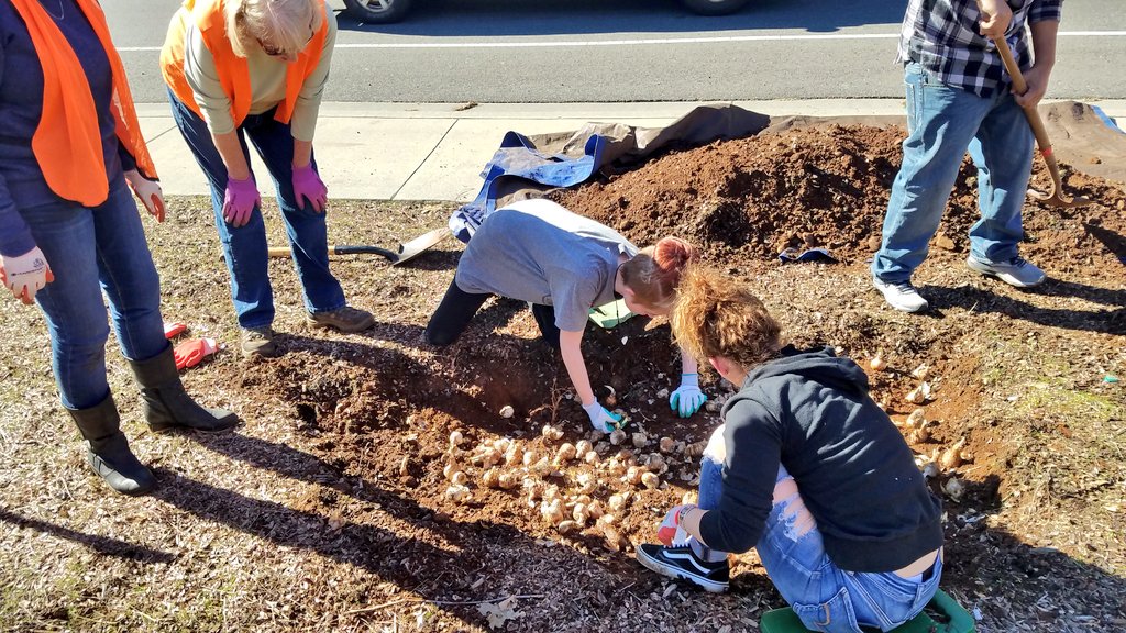 Continuing the tradition of planting daffodil bulbs with the Magalia Beautification Association in front of Rite-Aid and at the corner of Coutelinc #rvhswolverine #pusdk12 #AltEd #RidgeStrong💪