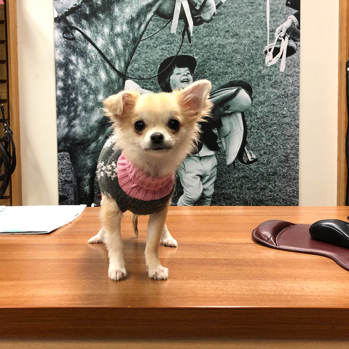 We had a little visitor in our Saddlery Department yesterday. We didn't have a saddle small enough though ...  😂 #dog #cute #equestrian #country #dogsofinstagram