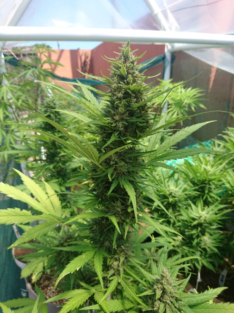 <a href="/mushigoat/">Mushigoat Seed Co. South Africa</a> Auto flowering genetics, from seed to harvest in just 10 weeks!  Pretty decent if you ask me!  Never heard of auto-flowering cannabis? en.wikipedia.org/wiki/Autoflowe…  #mushigoatseedco #ruderalis #autobubblegum  For the love of the plant!  A Luta Continua!
