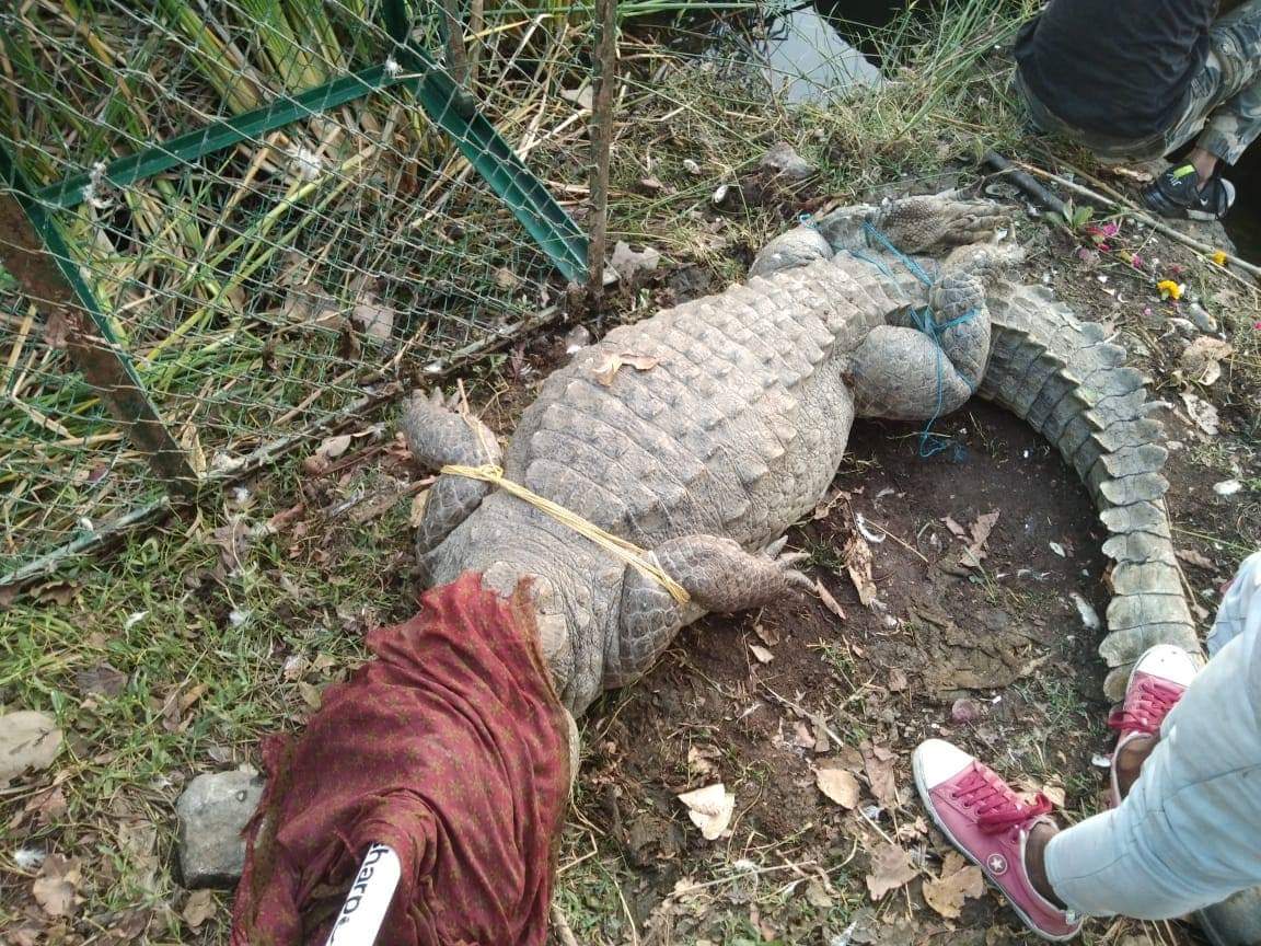OzaNandini's tweet photo. #StatueOfUnity Schedule 1 animals captured from their natural habitat to make way for landing of sea plane for  statue tourism. Adivasis removed from their lands for tourism infrastructure. Wildlife and people have no place for corporate profits in Gujarat. https://t.co/MlanKSK2FI