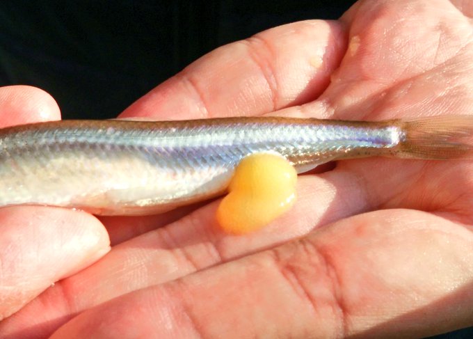 ワカサギの人工ふ化のtwitterイラスト検索結果