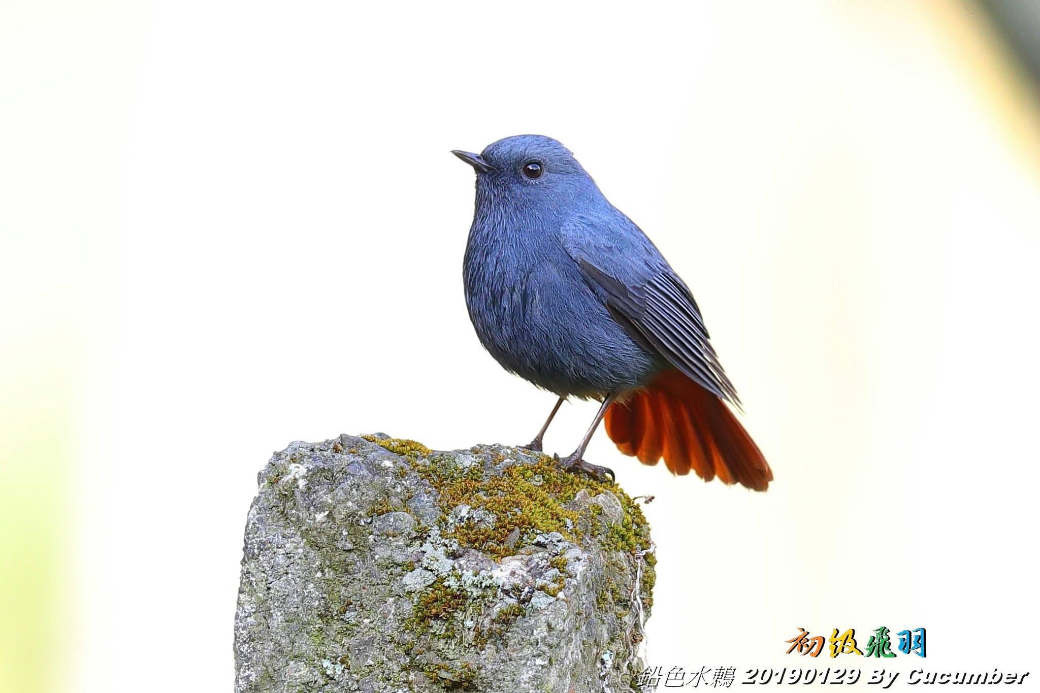 陳皇光 Lt 鉛色水鶇公鳥01 Gt 大雪山15k河床施工中 找不到河烏 迎賓鳥是一對鉛色水鶇 先貼公鳥 鉛色水鶇 公鳥 カワピタキ 雄 Plumbeous Redstart Male Phoenicurus Fuliginosus Birding Wildbirds Birdphotography 台灣野鳥