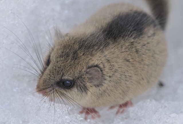「寒いし毛布出すか」→冬眠中の天然記念物「ニホンヤマネ」が出てくる | まとめまとめ