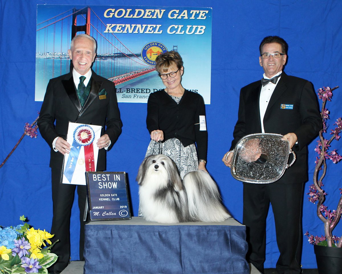 golden gate dog show