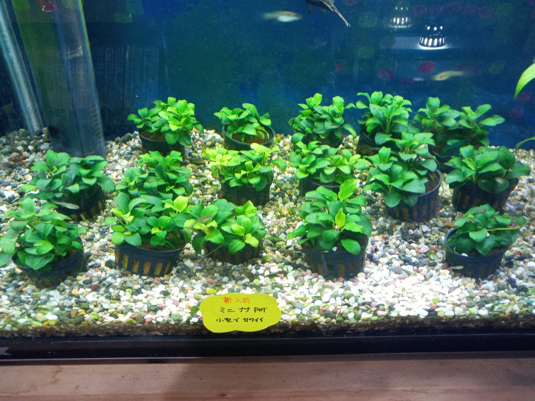 熱帯魚店アクアソルティー 国産無農薬水草 アヌビス ミニ ナナpot 有ります 完全無農薬なのでエビ水槽にも安心して使えます T Co H5fpeqxgpr Twitter