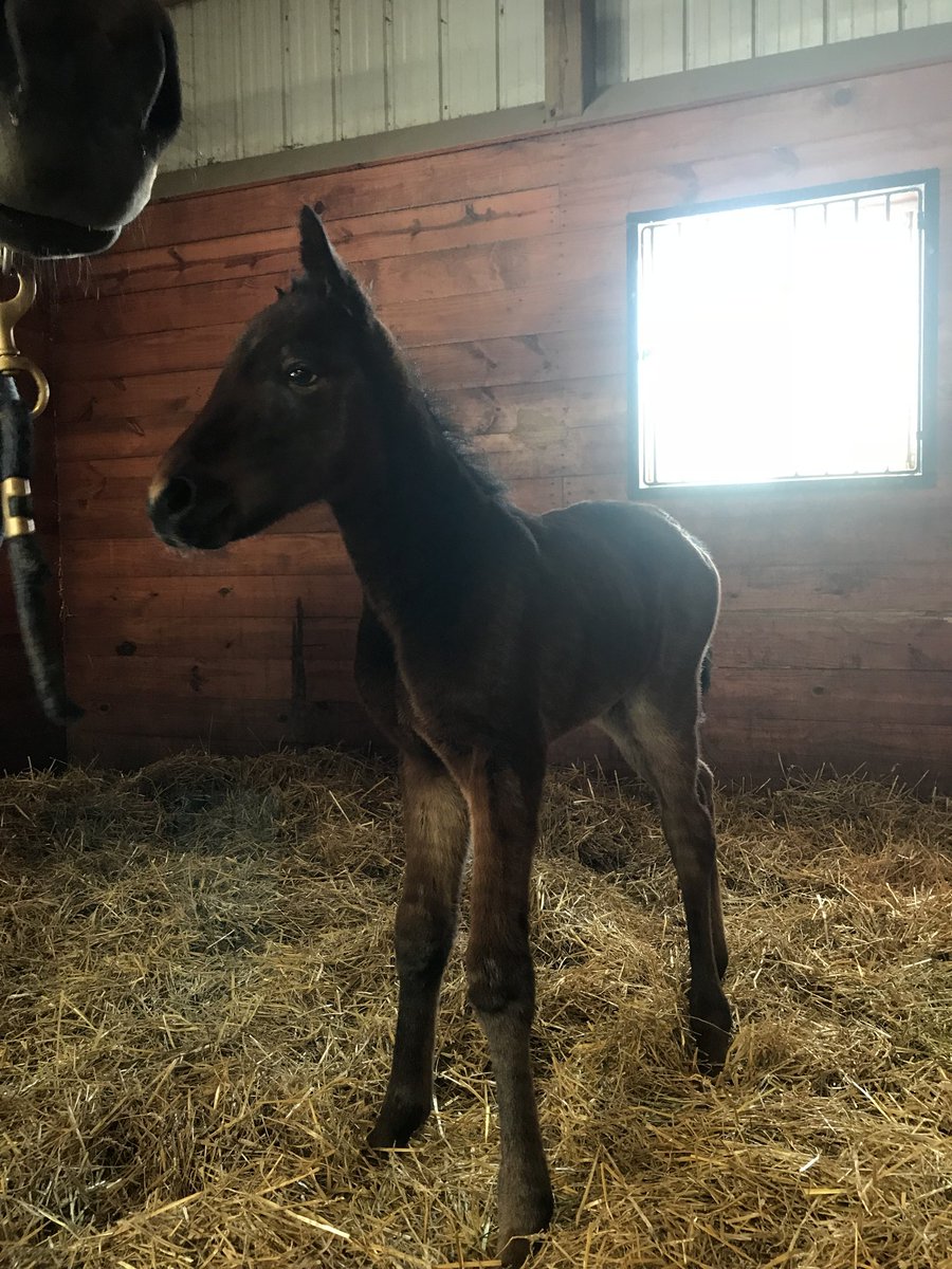 Seaside_148's tweet photo. The first #Downbytheseaside foal has washed up on the shores of Winterwood Farm! Dam is Rosa's Touch, breeders are Knox Services. Congrats to all! #fallinloveattheseaside https://t.co/HMonZk10F4