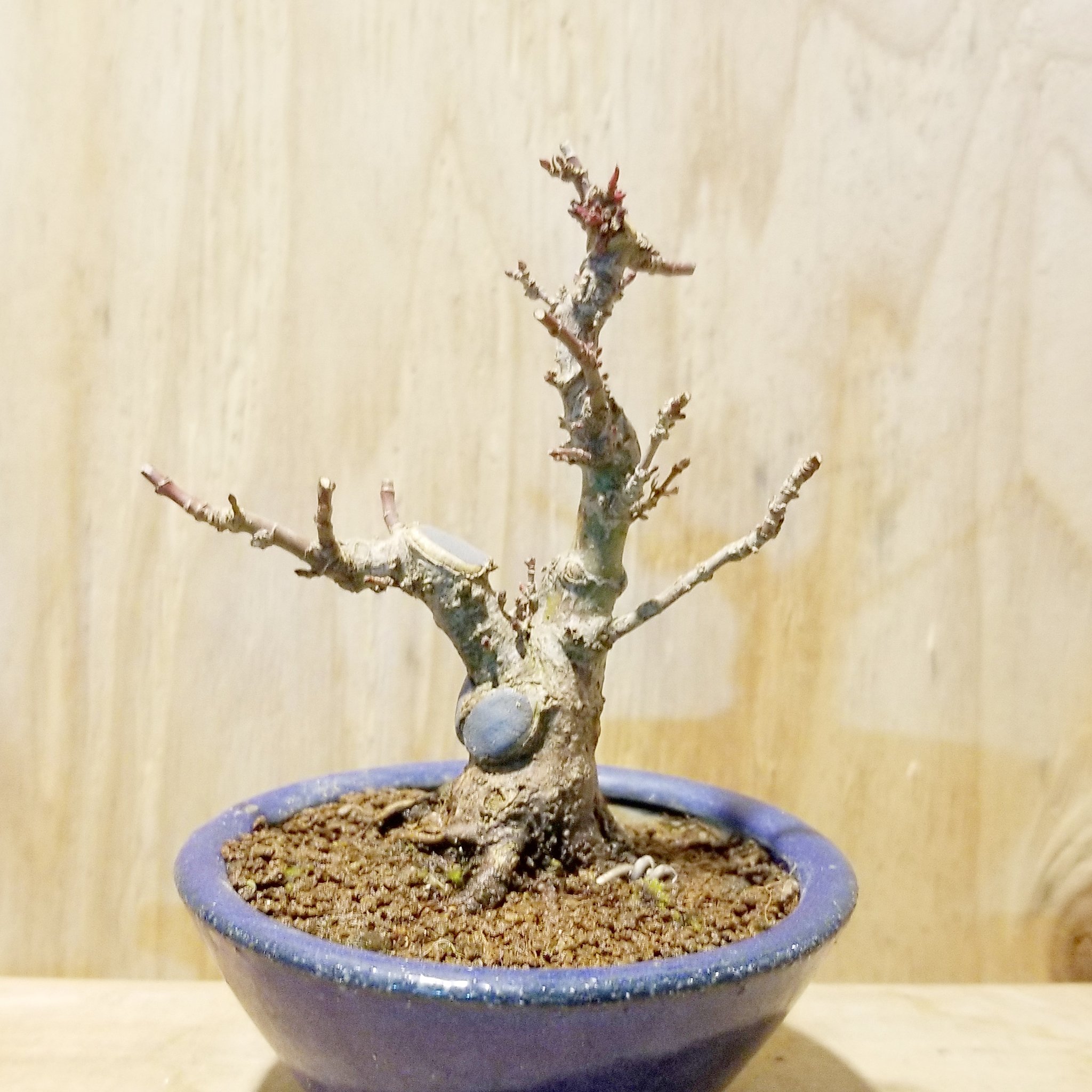 Nagamine Toru Bonsai Bossa 琴姫もみじをgetしました 山モミジの矮性である舞姫もみじや織姫 もみじと違って イロハもみじの矮性である琴姫もみじです ３倍くらい成長速度が遅いらしいのでじっくり楽しむことにします W 盆栽 小品盆栽 Bonsai