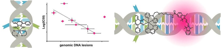 Barton et al. <a href="/Caltech/">Caltech</a> on a rhodium metalloinsertor that selectively binds to DNA mismatches in vitro and shows selectivity towards MMR-deficient cancer cells doi.wiley.com/10.1002/chem.2…