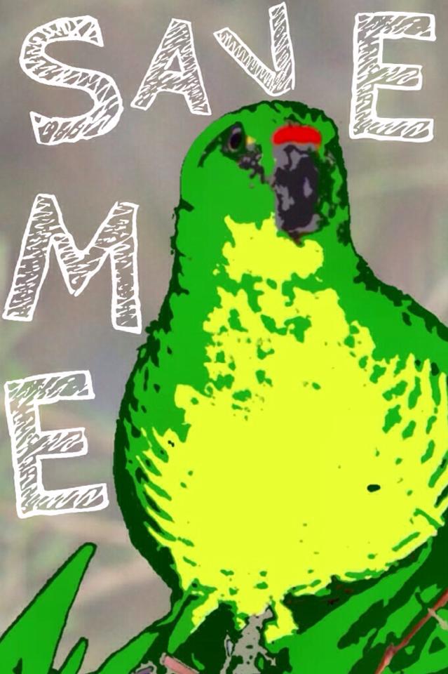 FriendsWGP's tweet photo. More than disappointing. No emergency funding from state government for WA's rarest bird according to Minister's media statement. #westerngroundparrot #SavingKyloring https://t.co/GjqMTmbpLN https://t.co/4te0A792Zq