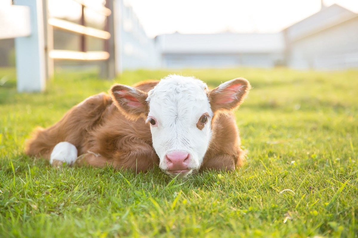 jackron0's tweet photo. “Animal agriculture makes a 40 per cent greater contribution to global  warming than all transportation in the world combined; it is the number one cause of climate change.” #saveanimal #animallovers #GoVegan #veganhour https://t.co/9v8OECvUBN