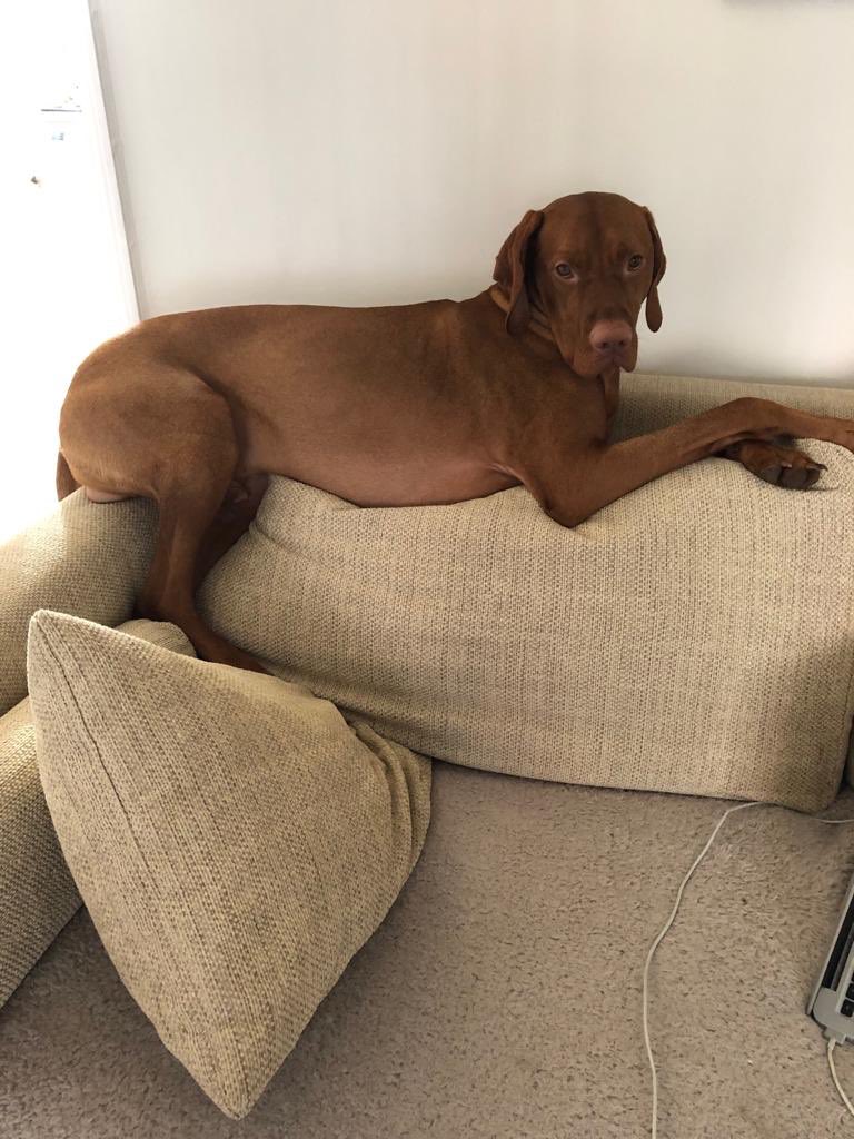 Never seen Gus do this. He’s now an adult, doing what he wants.