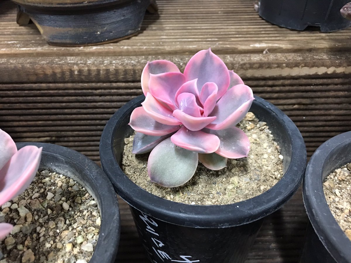 love_sing0411's tweet image. &apos;에게리아&apos; 대신 &apos;모닝등&apos; 그리고 
&apos;웨스트레인보우&apos; ❤️ 
아,,,,쪼꼬미들 조명에따라 색이 달라져 
느므 이뻥😍😍
#나에게주는선물
#다육사랑