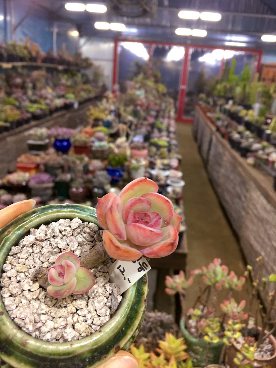 love_sing0411's tweet image. &apos;에게리아&apos; 대신 &apos;모닝등&apos; 그리고 
&apos;웨스트레인보우&apos; ❤️ 
아,,,,쪼꼬미들 조명에따라 색이 달라져 
느므 이뻥😍😍
#나에게주는선물
#다육사랑