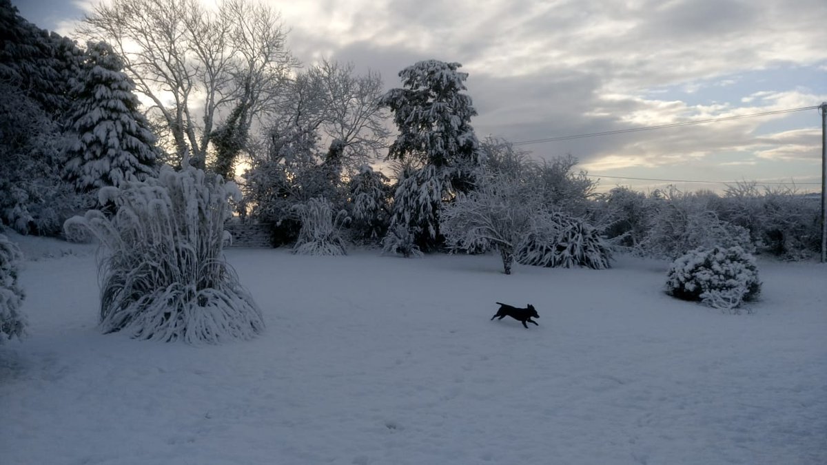 Lucy the Pooch galloping through the garden this morning 💓❄⛄
