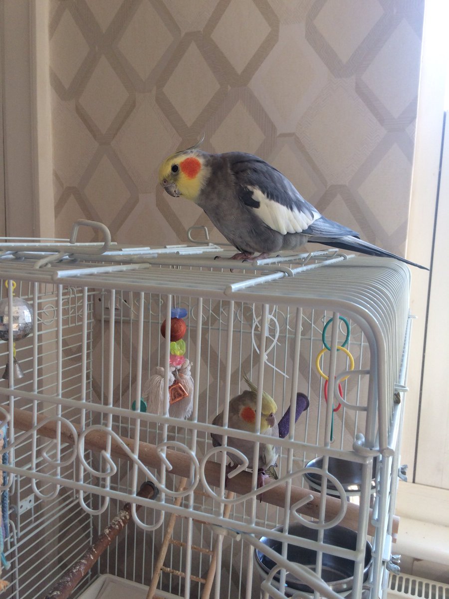 SebastianSquawk's tweet image. Henrietta always waits for the pet human to carry her out of our cage in the mornings 🙄 She is a #spoiltlittleprincess I always come out by myself, nobody needs to carry me around! #cockatieladventures