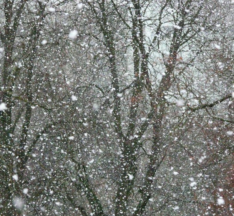 Word of the day: "flukkra" - large flakes of softly falling snow (Shetland). 
Compare "hundslappadrífa"; lit. "dog's-feet-snow" (Icelandic); "skelvie" (Scots; large-flaked snow); "goose-down snow" (English, regional); &amp; "peaux de lièvres", i.e. snow-hare-skin snow (Quebecois).