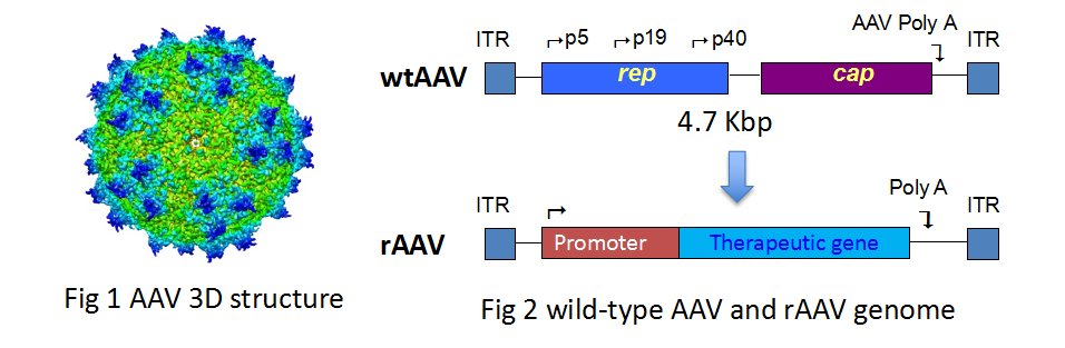Packgene Biotech tweet media
