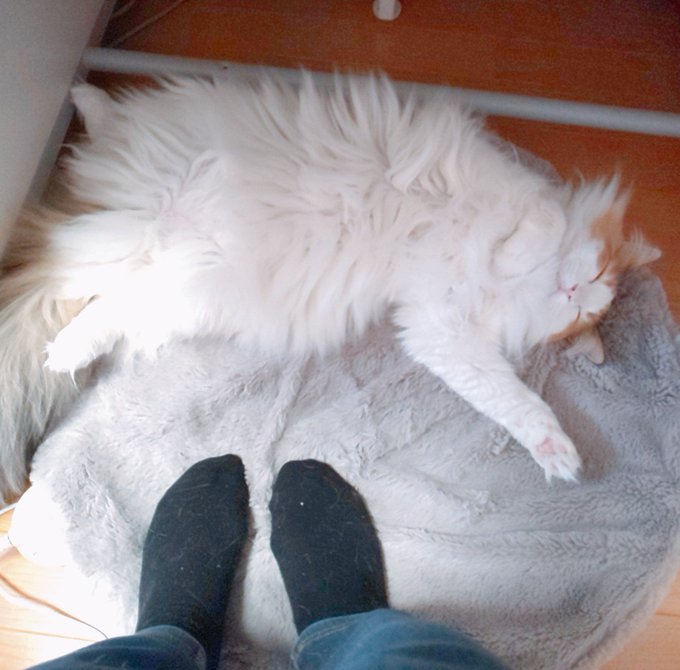 「瞑目 白い猫」のTwitter画像/イラスト(新着)｜21ページ目