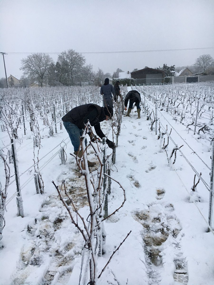 LouisRoederer_'s tweet photo. Perfect snowy day in #Champagne !! #TeamRoederer #VineyardSquad is collecting our Pinot noir #massal selections #biodiversity #collection #nursury #Craftsmanship #InPursuitofTaste -JBL https://t.co/8oqxvql3O0