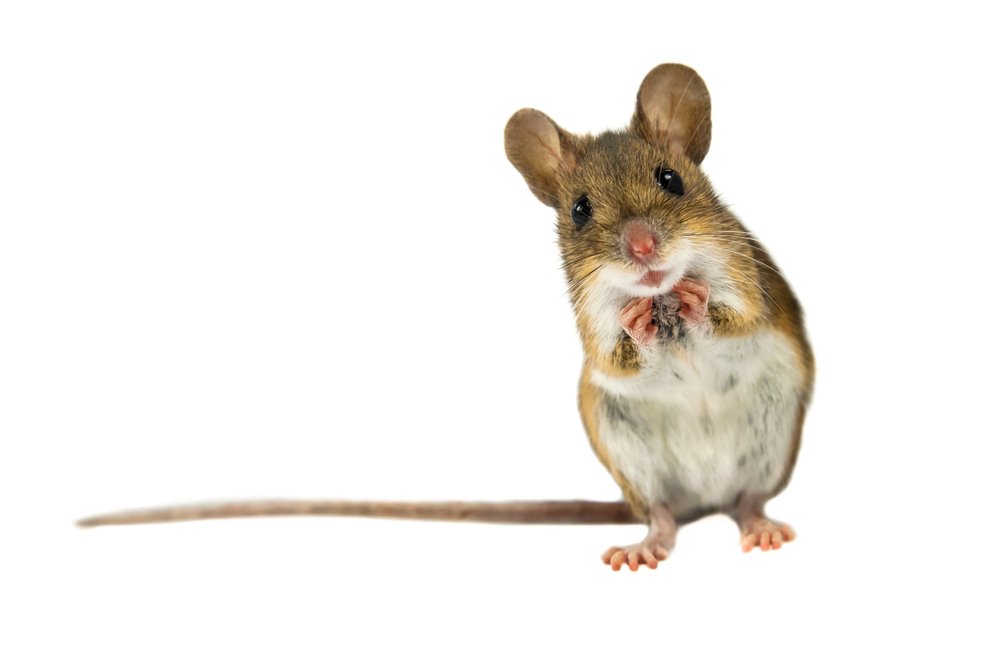 In perfect conditions, a nest of mice can deposit 18,000 droppings and produce 2,500 heirs in a six-month period 🐭 
📞 0151 486 7333 for a Free Consultation
💻 More Info: bit.ly/2xxNm20
#Pest #Health #PestControl #Hygiene #IPC