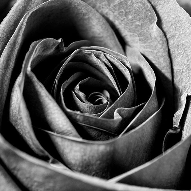 Rose
#rose #texture #rosa #texturas #macro #macrophotography #macros #igers #igersleonesp #instagramers #instamacro #instanature #nature #flowers #closeup #bw #bw_crew #blackandwhite #blancoynegro #contrast #monochrome #picoftheday bit.ly/2MEYRvQ