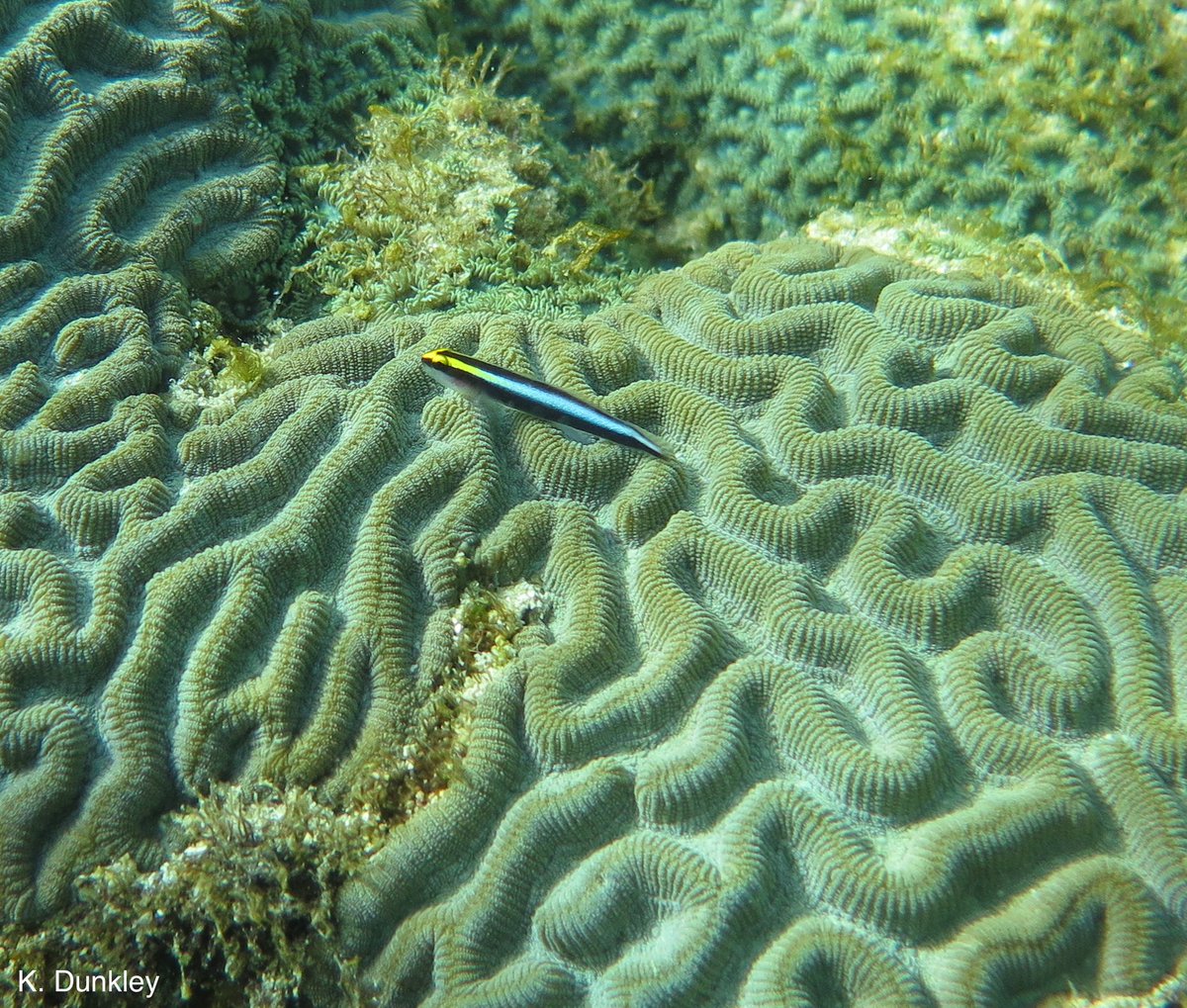 14Katie41's tweet photo. Our new study linking cleaner fish personality, client identity and cleaning behaviour is out now in @BehavEcol!! https://t.co/nPIAu7GZ3Z @C_C_Ioannou @KathWhittey @perkinsparasite @CRIPESCardiff #openaccess #scicomm @nercscience @GW4plusDTP @CUBiosciences https://t.co/JhgrcKZLX6