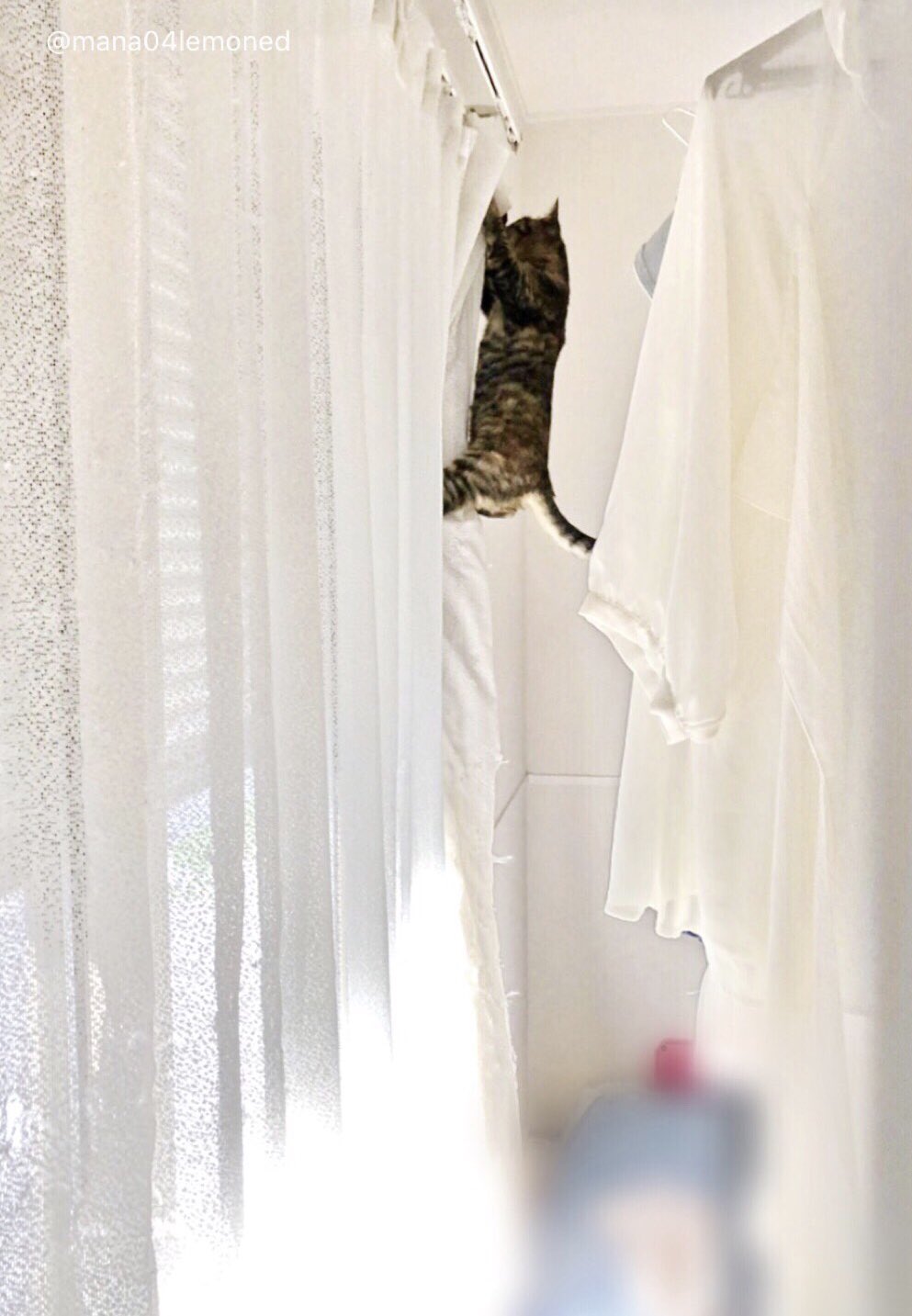 こく ねこいっぱい カーテンがボロボロになる決定的瞬間をみた 柚子 9ヶ月 子猫 猫 猫好きさんとつながりたい 麦わら猫 Fiv 猫エイズ 猫部 T Co U51mnmcwto Twitter