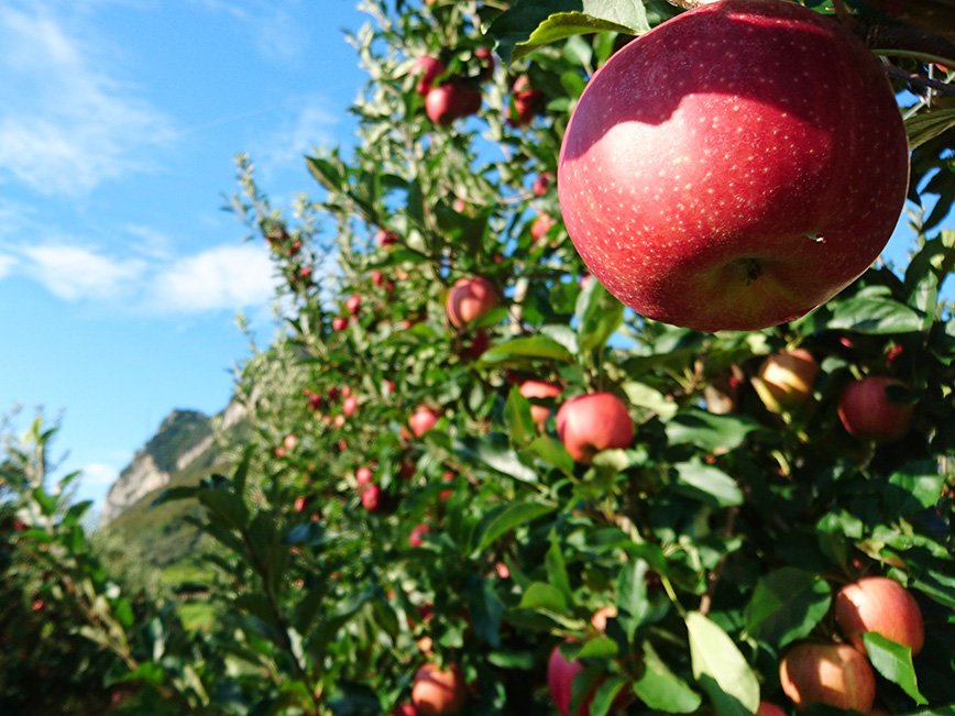 L'algoritmo italiano che predice la grandezza della frutta by <a href="/HKconsultingIT/">PerFrutto</a>. 
emiliaromagnastartup.it/it/innovative/… via <a href="/Agenzia_Italia/">Agi Agenzia Italia</a> 
#Perfrutto #startup