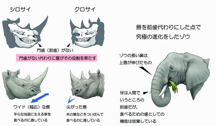 川崎悟司 シロサイとクロサイは切歯 前歯 がない 切歯は食べ物を噛みちぎるためにあるが シロサイとクロサイは唇を切歯の代わりにしていて シロサイは地面の草を食べるので唇は平ら クロサイは木の葉などを食べるのでついばみやすいように唇が尖って