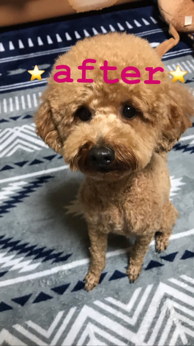 ふくたろ カット 行ってきました アフロ目指して頑張ろう トイプードル トイプードルアフロカット 犬好きさんと繋がりたい やんちゃ犬